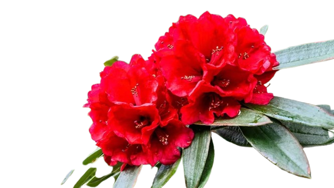 Buransh