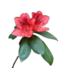 Buransh-flower