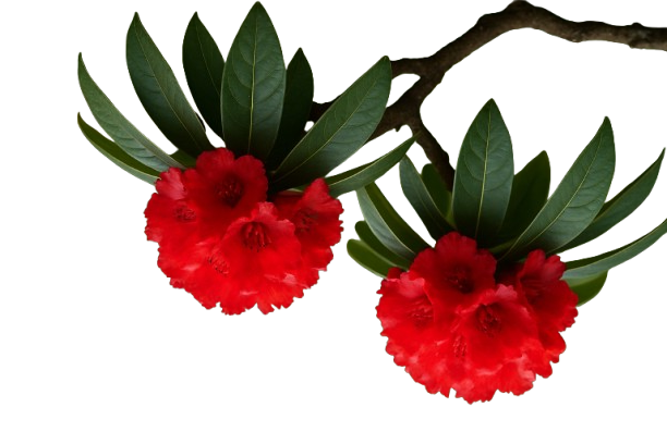 Buransh