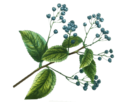 berries