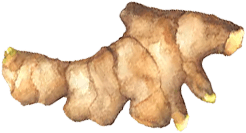 ginger-root