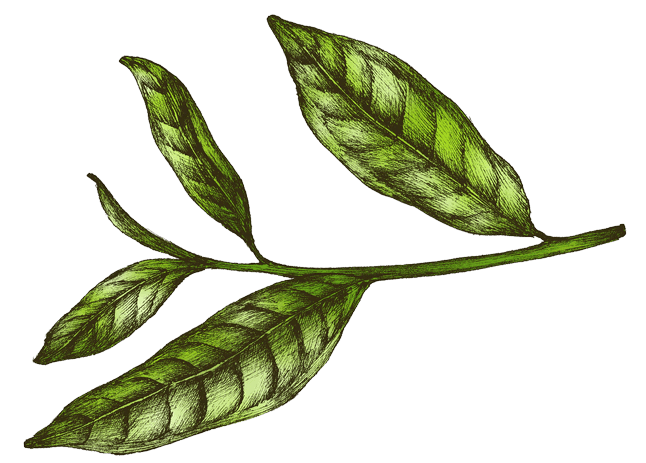 greantea