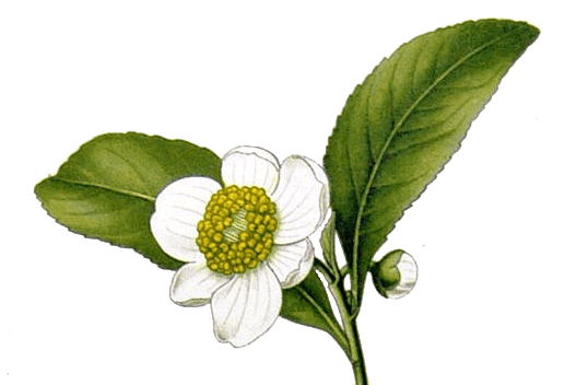 tealeaf-flower